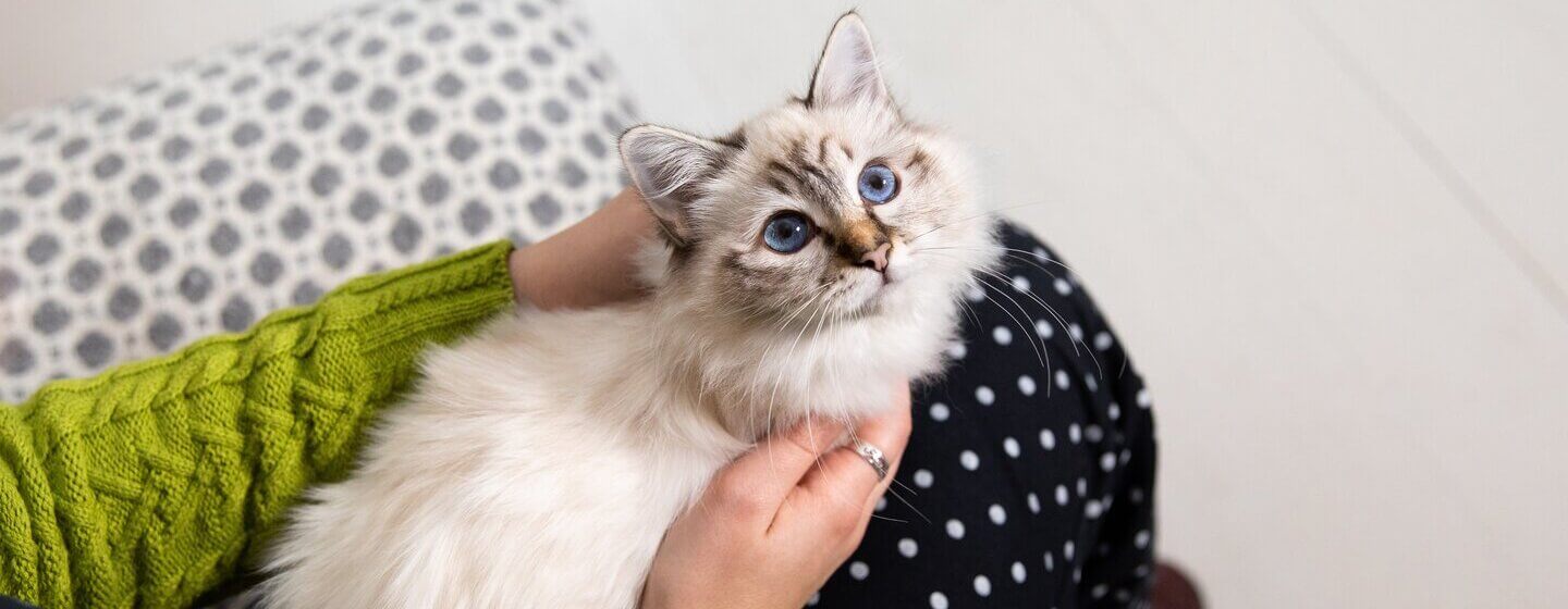 Types of fashion cats with blue eyes